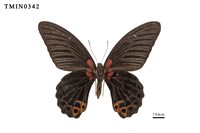 Papilio memnon heronus Collection Image, Figure 3, Total 6 Figures